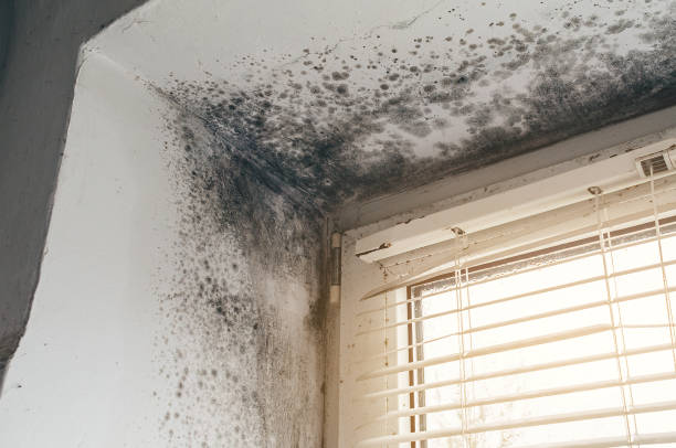 Trusted Mold Testing service in Hallwood, VA - Cheap Mold Removal